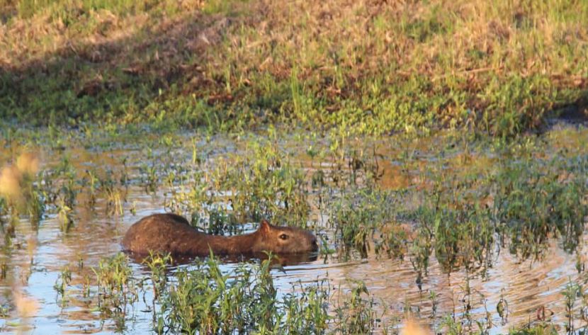 photo d'un capibara
                        dans les marais